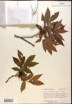Carya