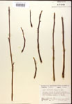 000016539-thumbnail.jpg
