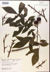 000016543-thumbnail.jpg