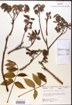 000016544-thumbnail.jpg