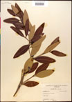 000016591-thumbnail.jpg