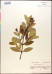 000016592-thumbnail.jpg