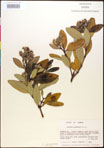 000016593-thumbnail.jpg