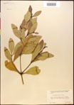 000016594-thumbnail.jpg