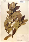 000016595-thumbnail.jpg