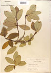 000016596-thumbnail.jpg