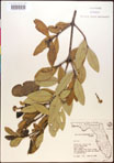 000016597-thumbnail.jpg