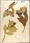 000016599-thumbnail.jpg