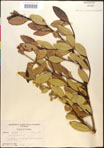 000016600-thumbnail.jpg