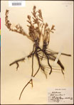 000016611-thumbnail.jpg