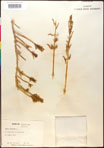 000016617-thumbnail.jpg