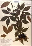 Carya