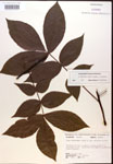 000016642-thumbnail.jpg