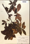 000016645-thumbnail.jpg