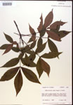 000016648-thumbnail.jpg