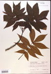 000016650-thumbnail.jpg