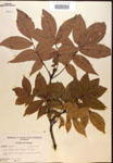 Carya