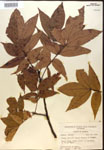 000016652-thumbnail.jpg