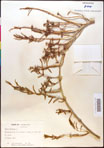 000016681-thumbnail.jpg