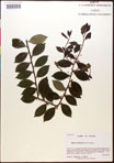 000016717-thumbnail.jpg