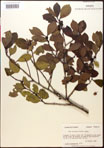 000016719-thumbnail.jpg