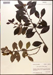 000016720-thumbnail.jpg