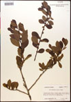 000016721-thumbnail.jpg