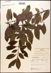 000016723-thumbnail.jpg