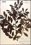000016726-thumbnail.jpg