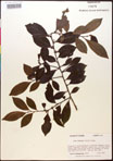 000016727-thumbnail.jpg