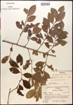 000016728-thumbnail.jpg