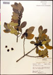 000016729-thumbnail.jpg