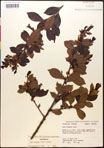 000016730-thumbnail.jpg