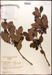 000016731-thumbnail.jpg