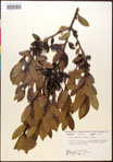 000016732-thumbnail.jpg