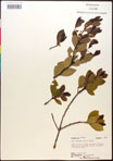 000016733-thumbnail.jpg