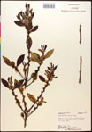 000016734-thumbnail.jpg