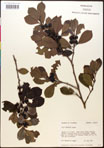 000016737-thumbnail.jpg