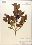 000016738-thumbnail.jpg