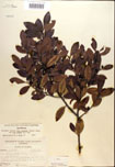 000016762-thumbnail.jpg