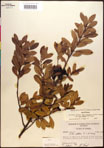 000016765-thumbnail.jpg