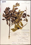 000016766-thumbnail.jpg