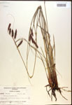 000016770-thumbnail.jpg