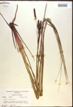 000016771-thumbnail.jpg