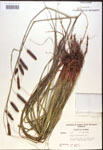 000016778-thumbnail.jpg