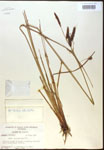 000016798-thumbnail.jpg