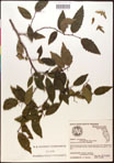 000016818-thumbnail.jpg