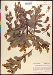 000016850-thumbnail.jpg