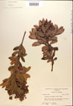000016853-thumbnail.jpg