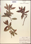 000016854-thumbnail.jpg